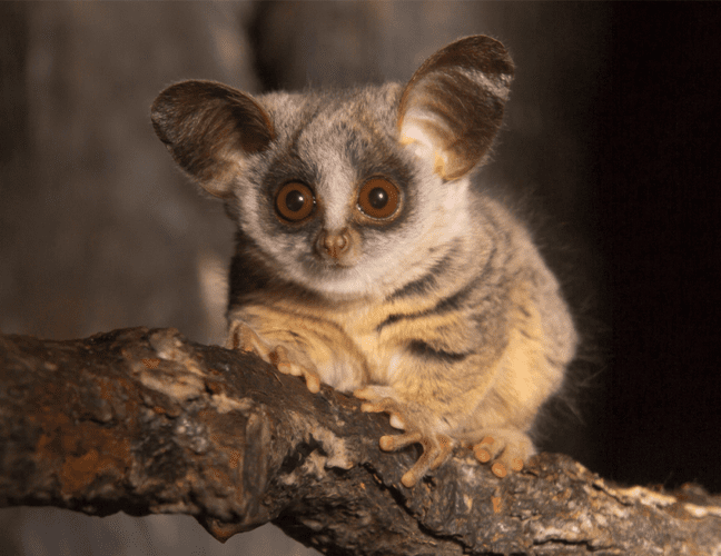 Owning a sales bush baby