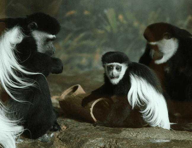 Colobus Monkey African Wildlife Foundation