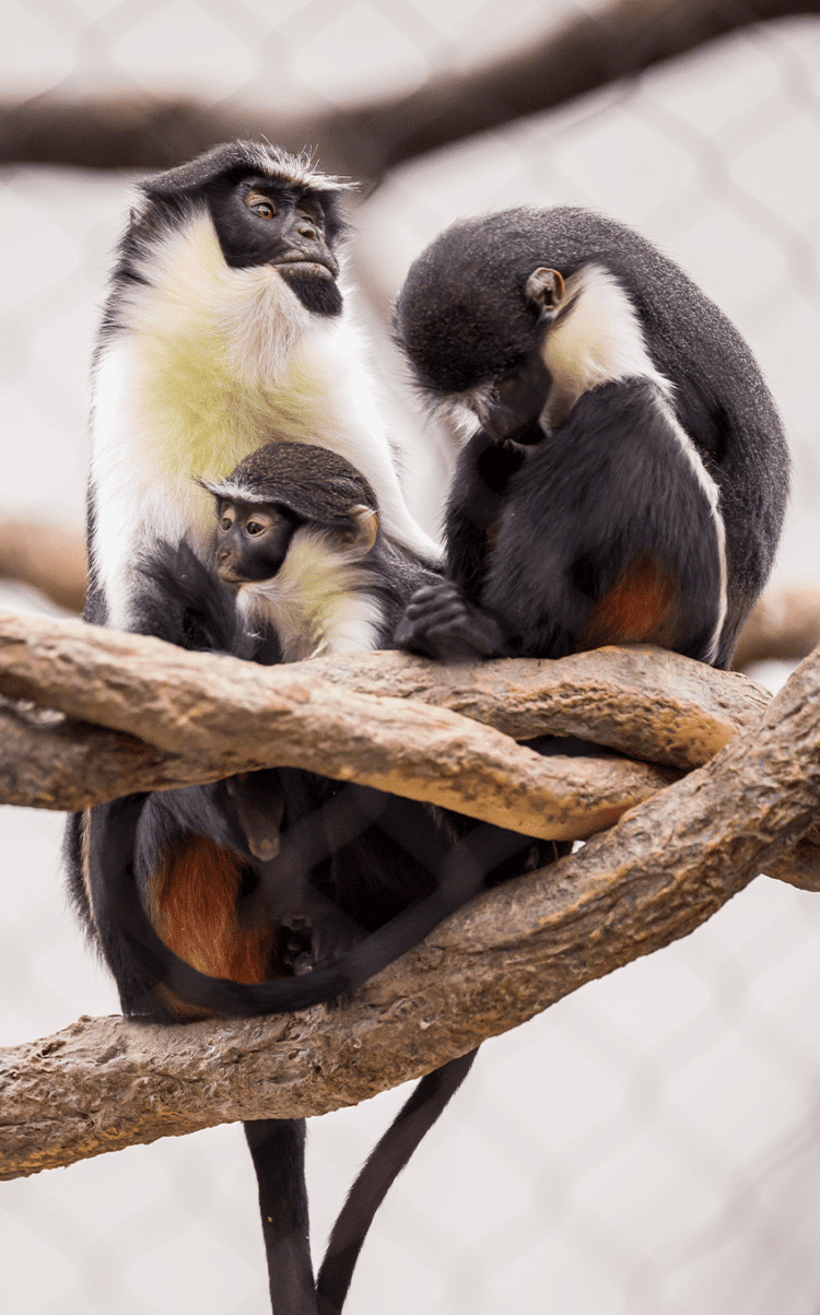 Diana Monkey  Lincoln Park Zoo