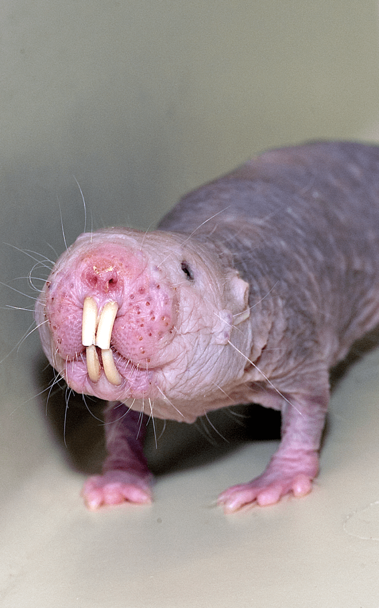Hairless shop mole rat