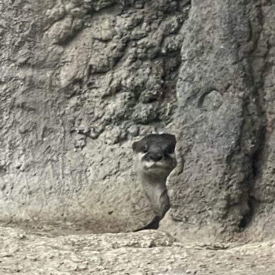 Namiko, Asian Small-clawed Otter