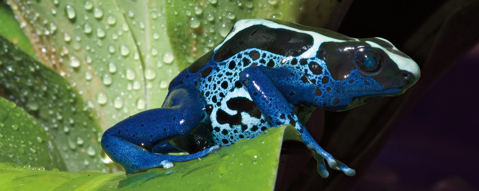 Blue poison dart frog