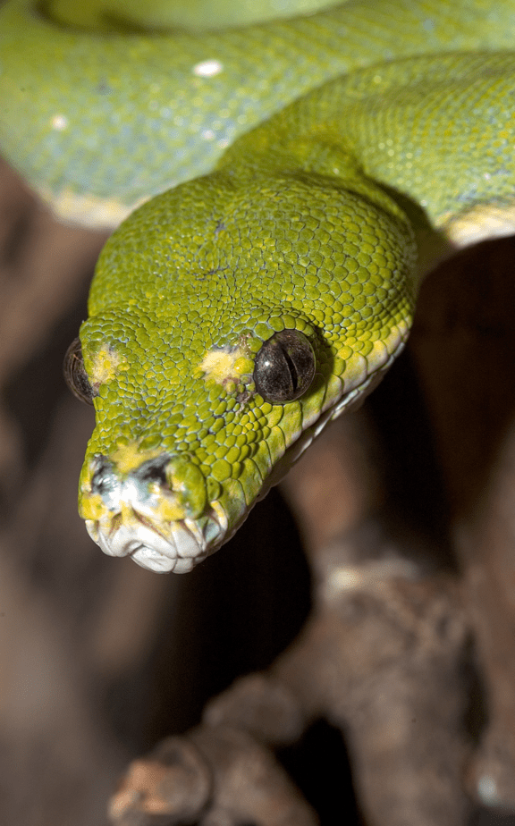 Green Tree Python | Lincoln Park Zoo