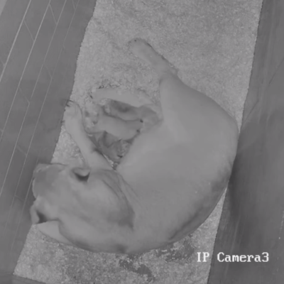#LionWatch: Lincoln Park Zoo Welcomes Three Lion Cubs