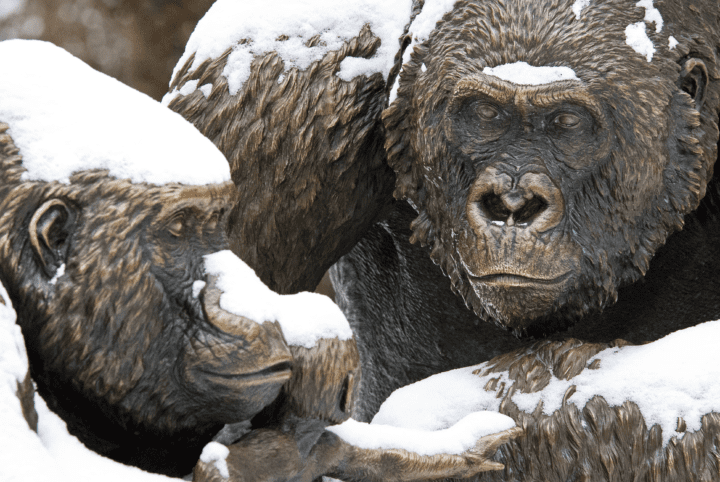Top 10 Reasons to Visit the Zoo in Winter