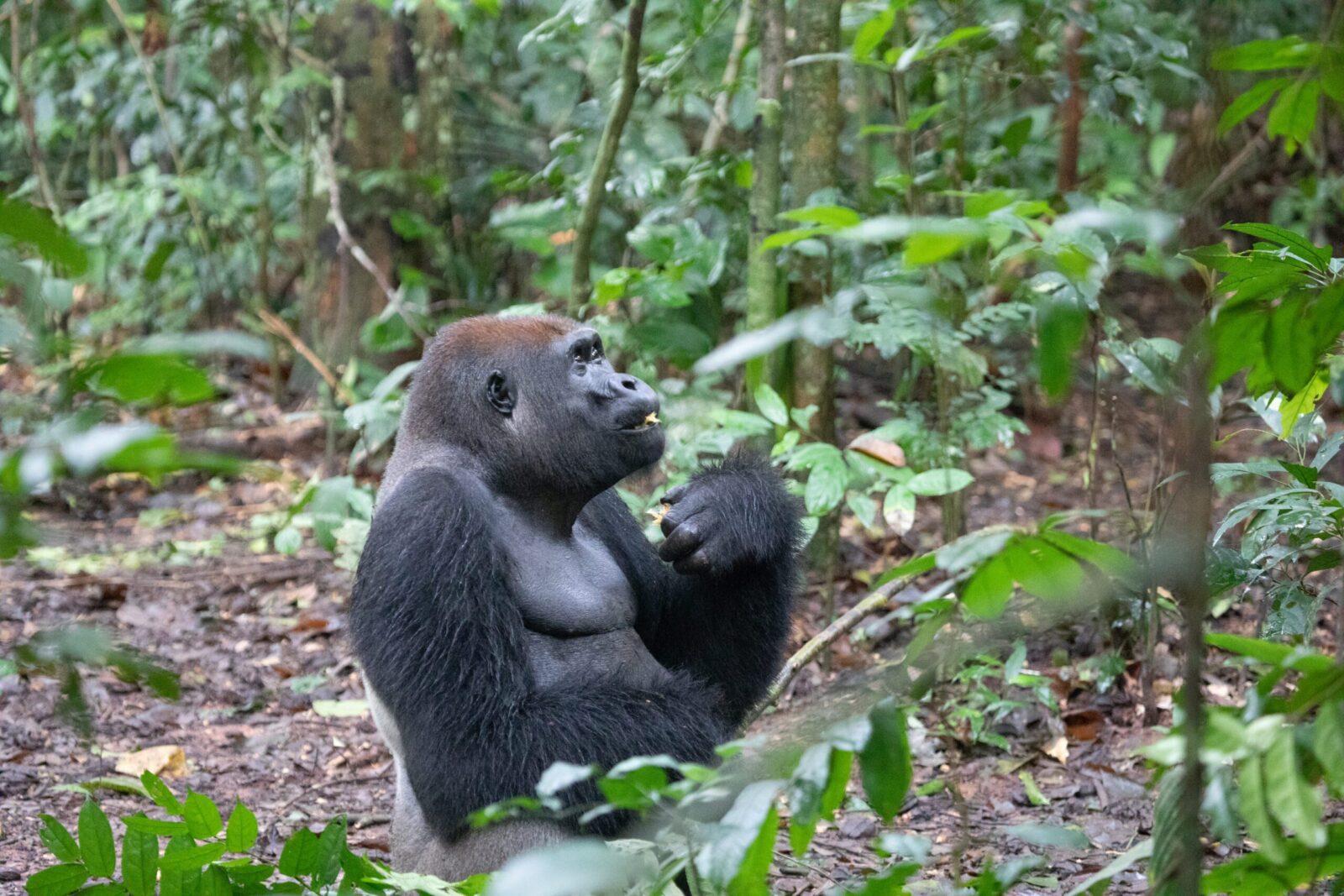Congolese National Park Annexation Protects Great Apes