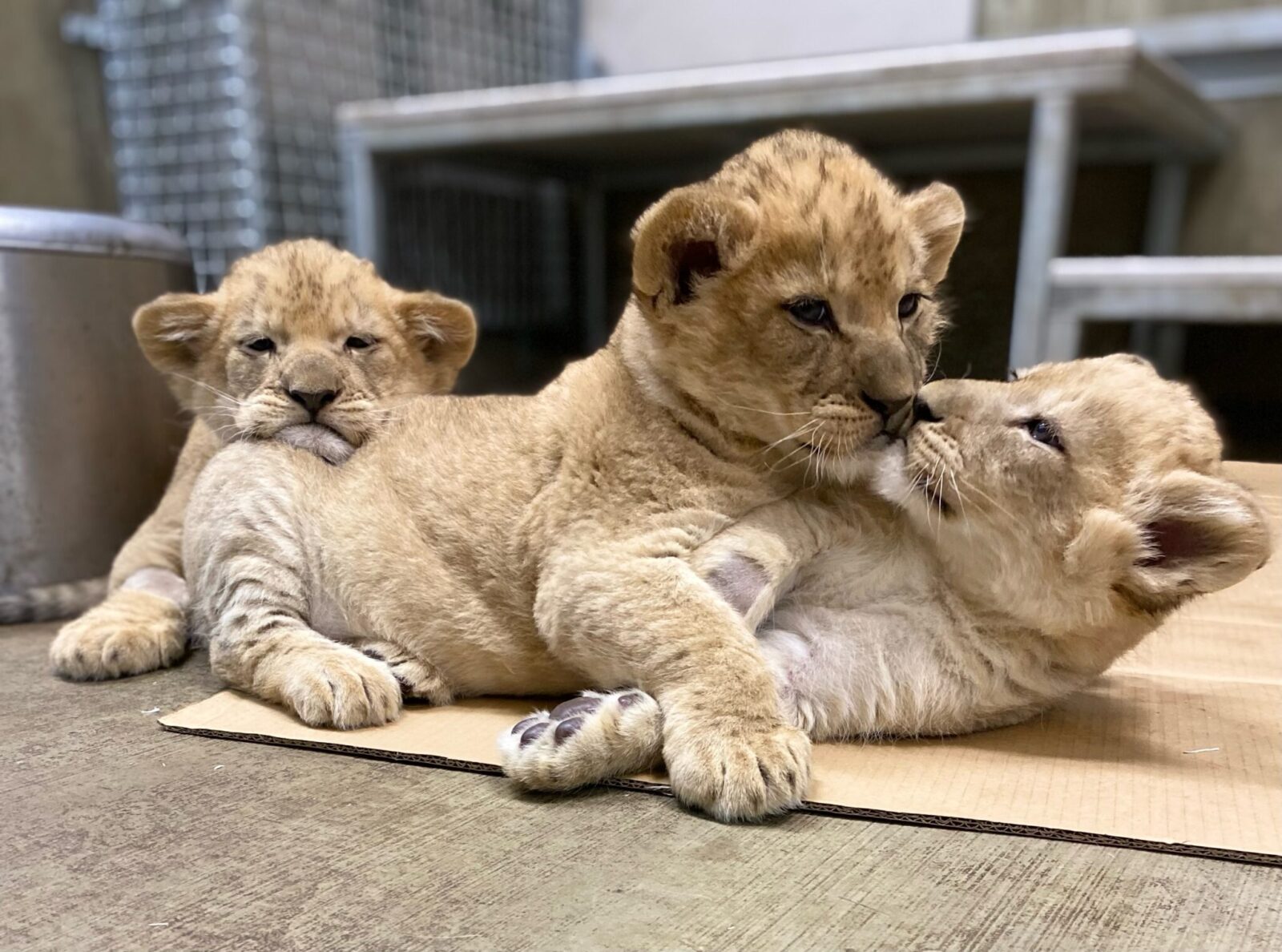 Lion Cub Names Revealed!