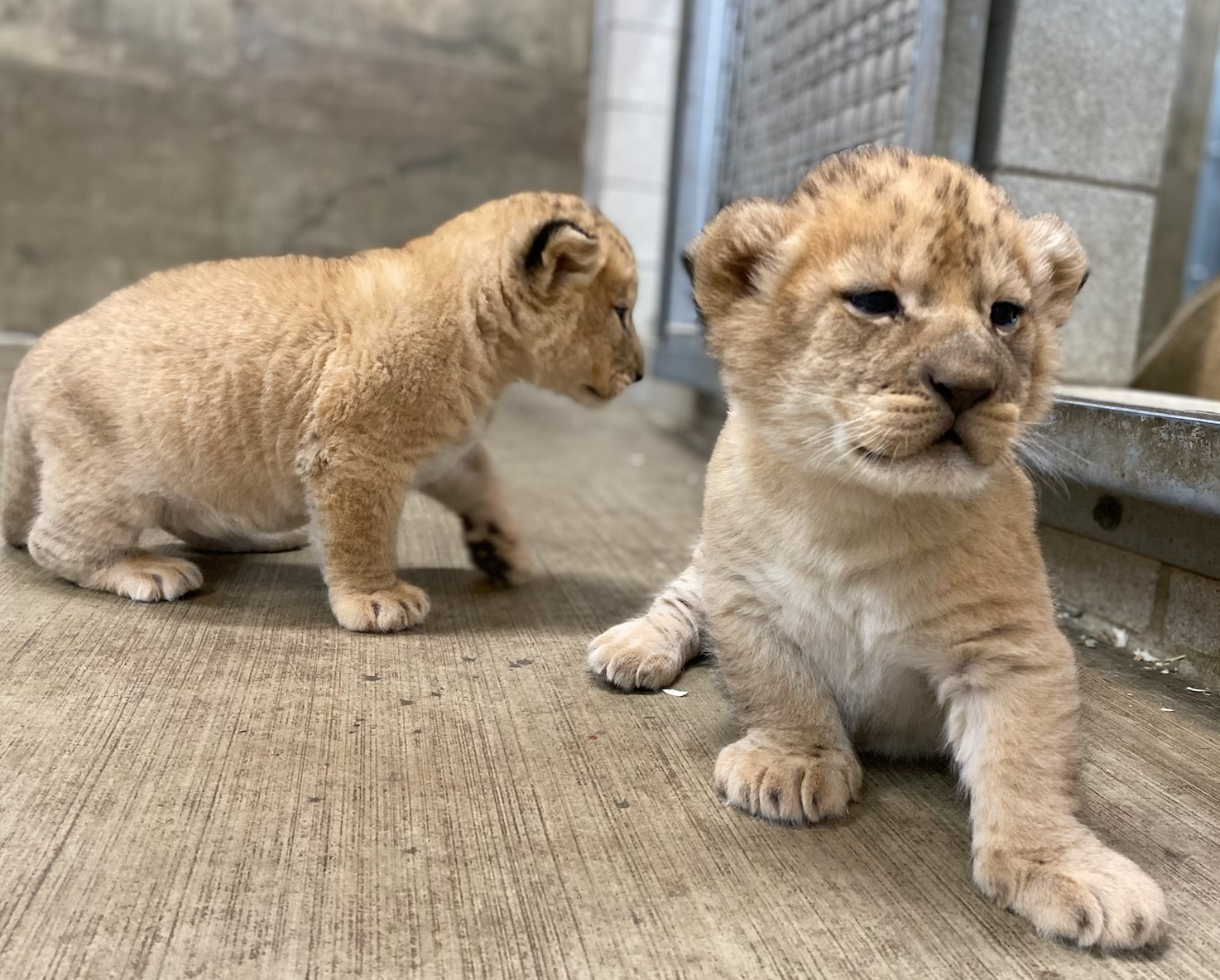LionWatch: The Three Lion Cubs Are All Male! | Lincoln Park Zoo