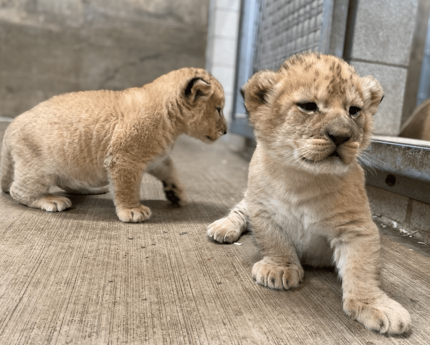 <strong>Three African Lion Cubs Make Public Debut at Lincoln Park Zoo </strong>