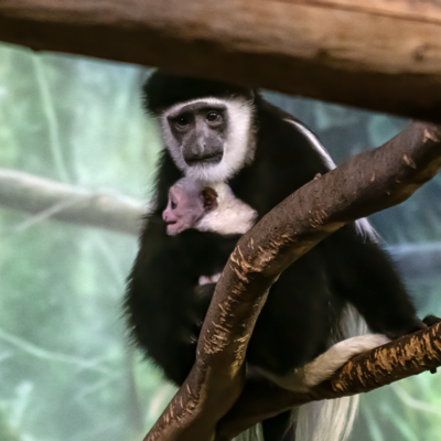 Black-and-white Colobus Monkey