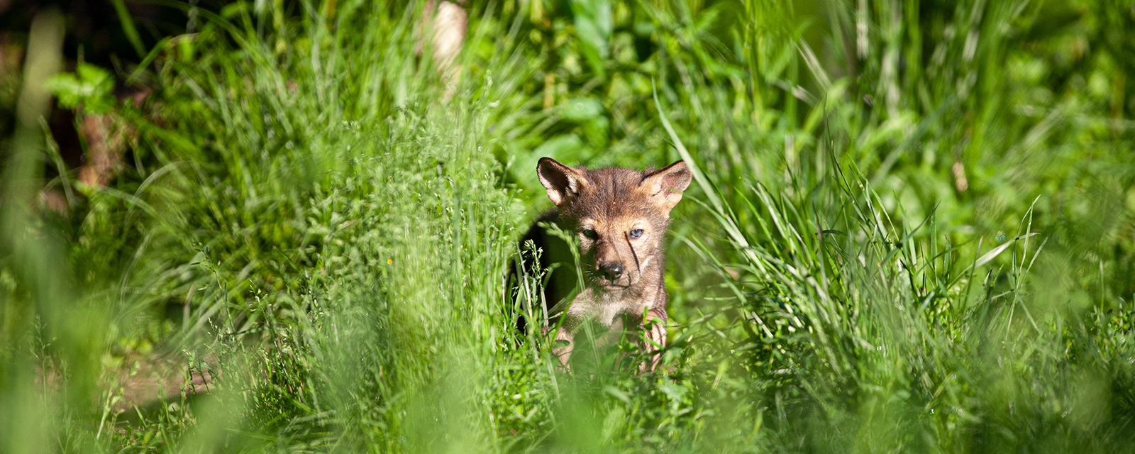 Live Wildlife Friendly