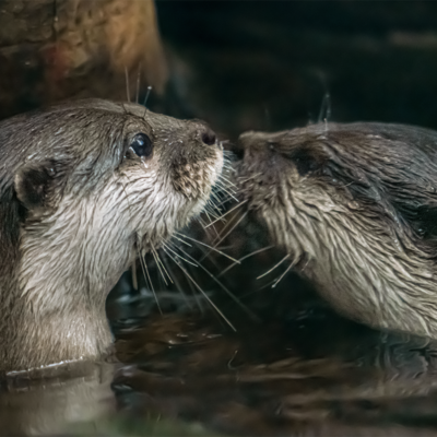 Kevin, Asian Small-clawed Otter