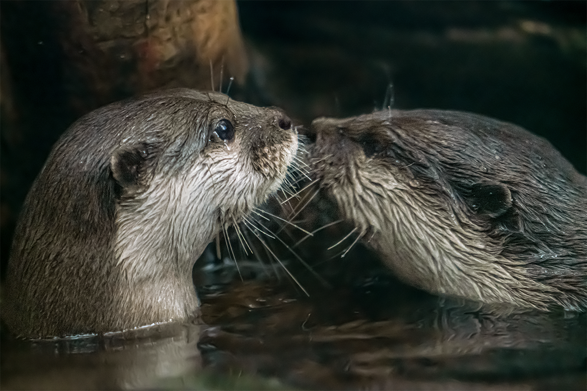 kevin-asian-small-clawed-otter-lincoln-park-zoo