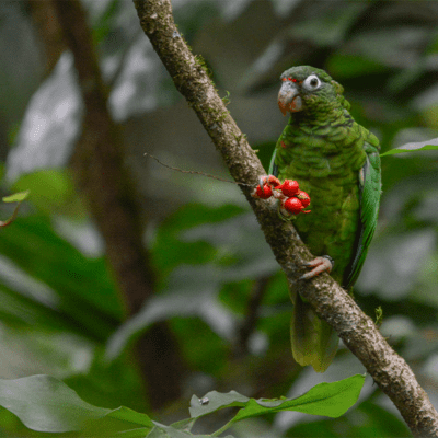 Bringing Birds Back: The Alexander Center’s Computer Modeling Helps Conserve Puerto Rican Parrots