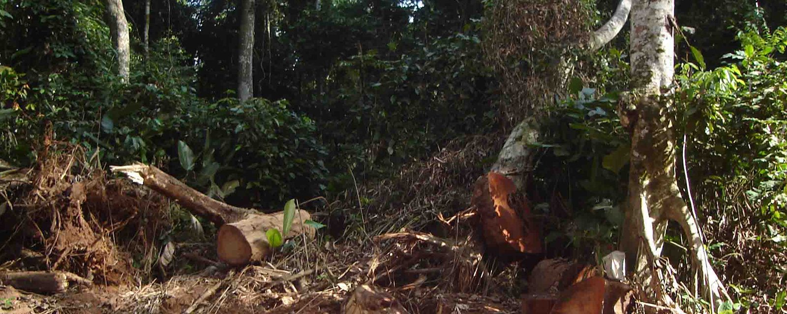 Choose Sustainable Palm Oil