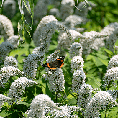 5 Flowers You Can See at the Zoo During Summer Wine Fest