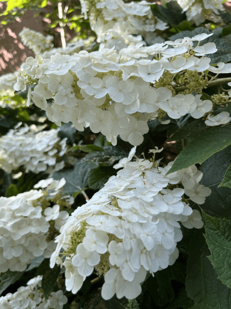 Paniculata natural - Love and Fest