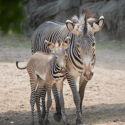 Grevy’s Zebra