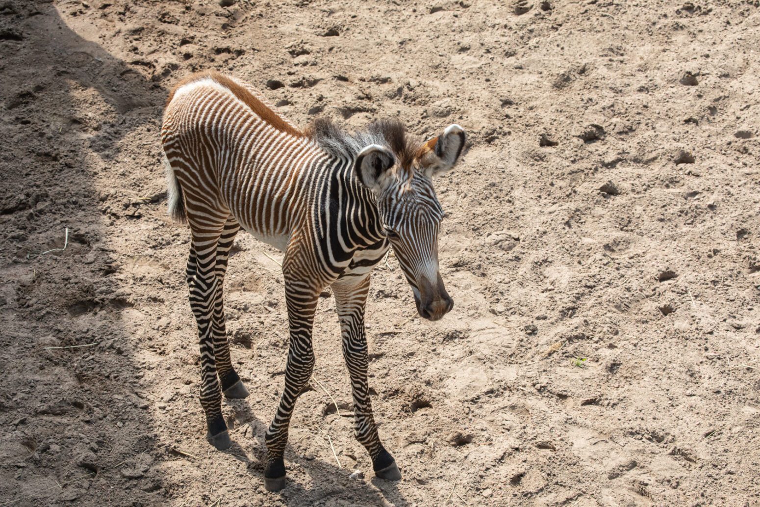Grevy’s Zebra Lincoln Park Zoo