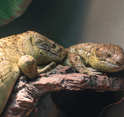 Prehensile-tailed Skinks