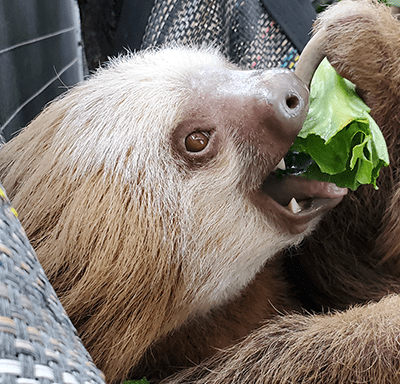 Oro and Chispa, Hoffmann’s Two-toed Sloths