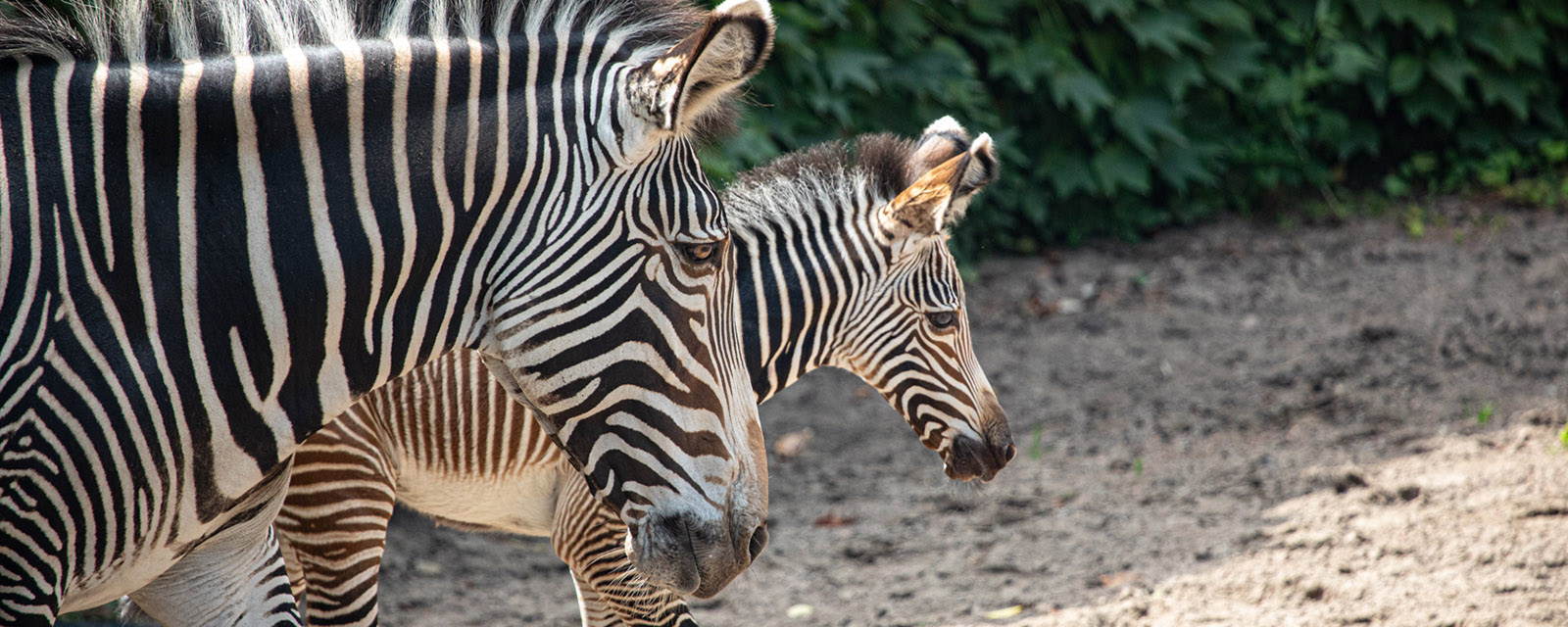 Endangered Grevy’s Zebra Born at Lincoln Park Zoo