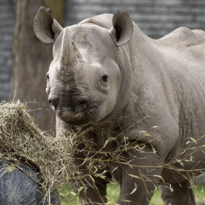 Lulu, Eastern Black Rhinoceros