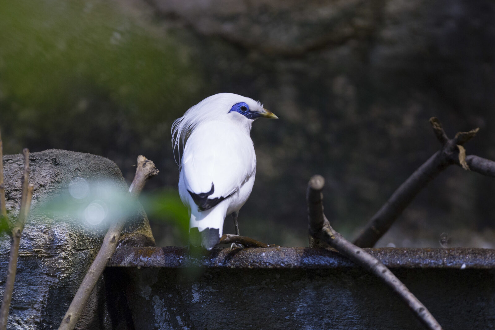 Busiest Travel Season Not Limited To Humans; Lincoln Park Zoo Announces New Suite of Initiatives to Mitigate Wildlife Trafficking