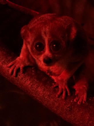a pygmy slow loris on a branch in red light