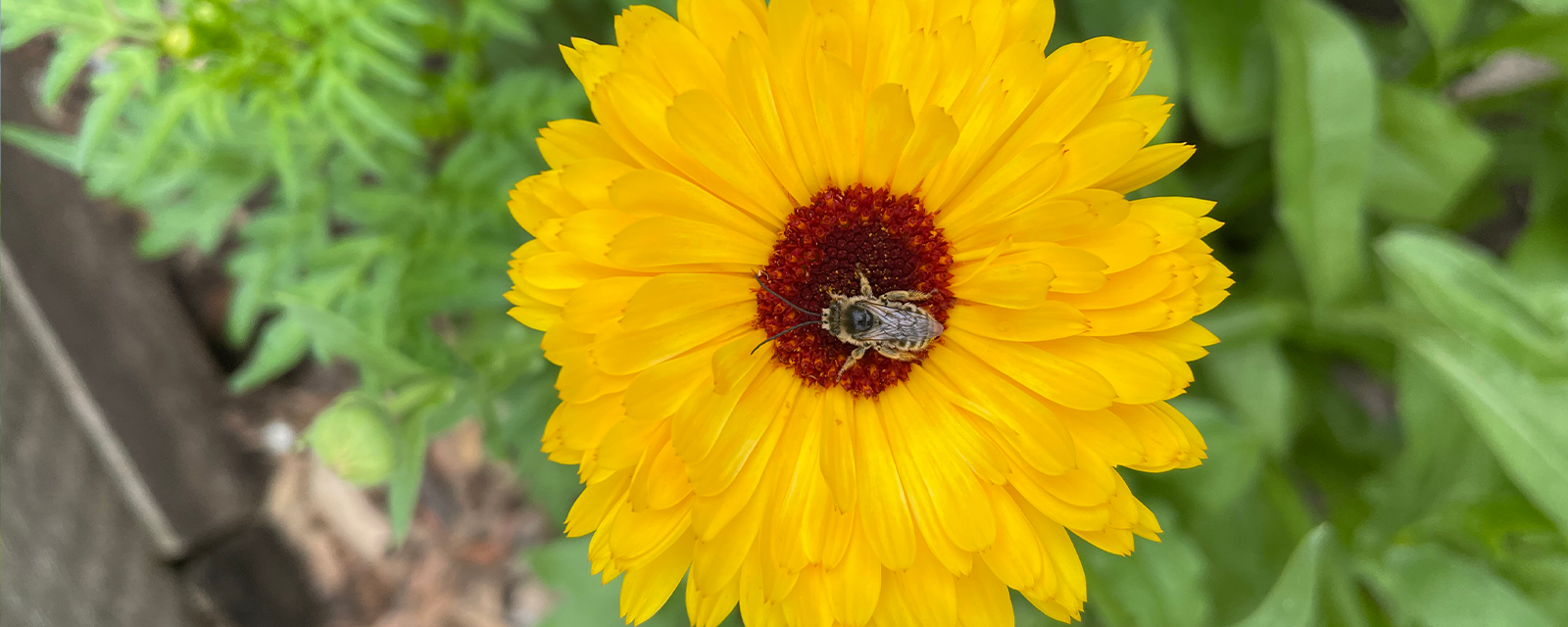 Chicago Garden Wildlife Project