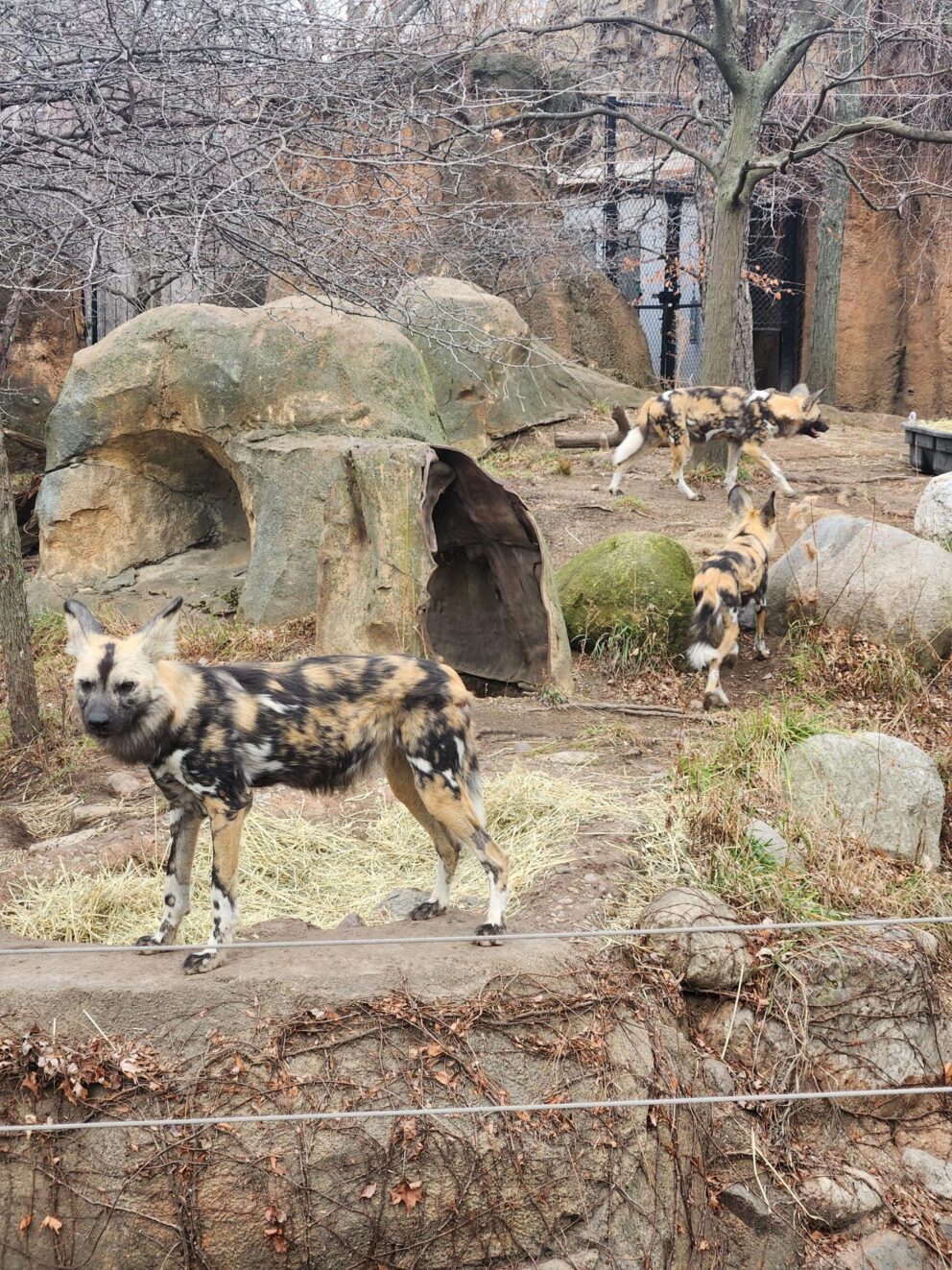 painted dogs dante, vincent, frida