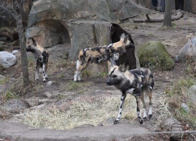 african painted dogs frida, dante, vincent