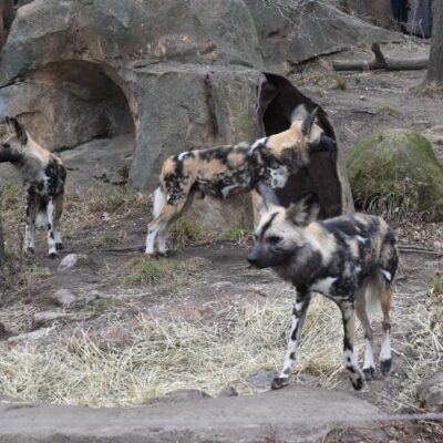 african painted dogs frida, dante, vincent