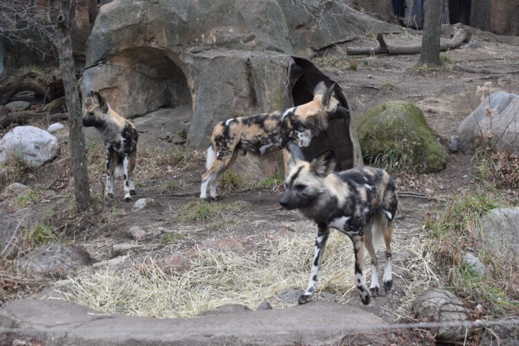 african painted dogs frida, dante, vincent