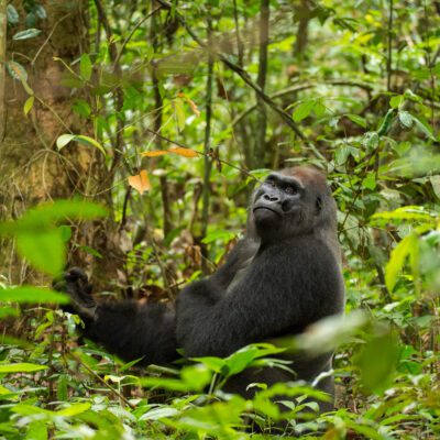 Kingo: Immortalizing a Gorilla Legend