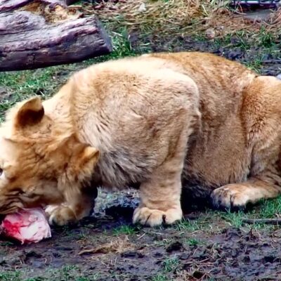 lion cub chewing on meaty bone