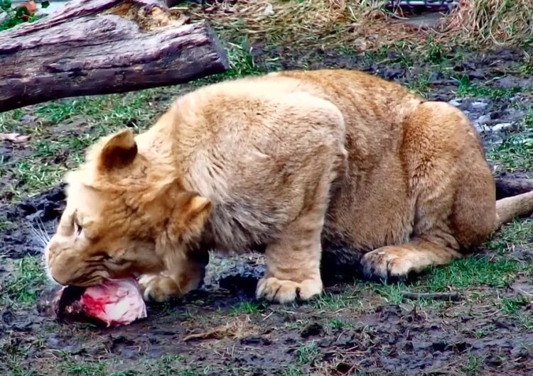 lion cub chewing on meaty bone