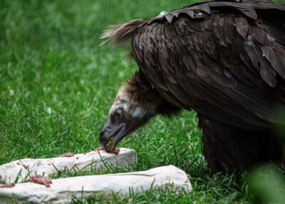 cinereous vulture enjoying food enrichment