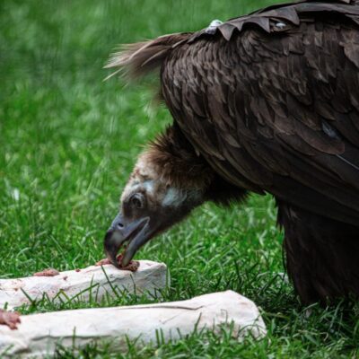 cinereous vulture enjoying food enrichment