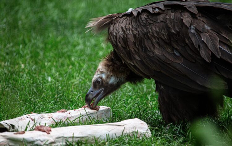 cinereous vulture enjoying food enrichment