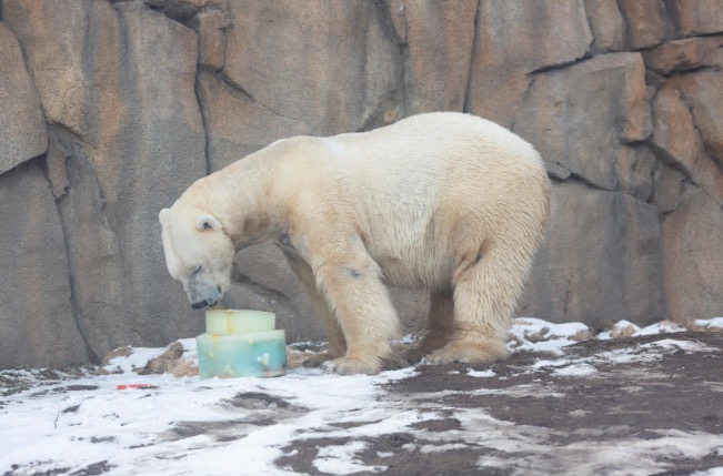 polar bear eating ice
