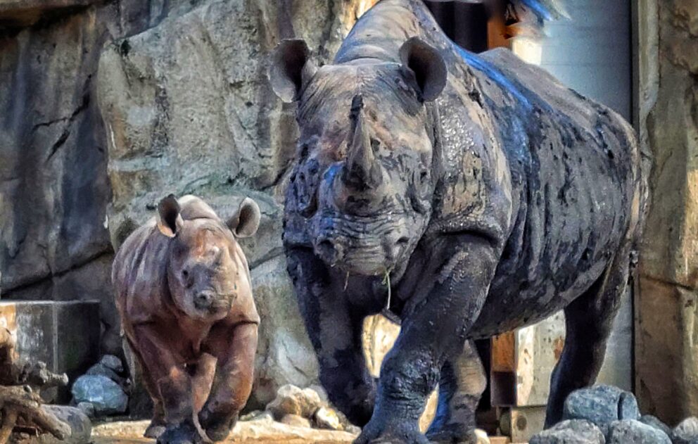 rhino with infant rhino