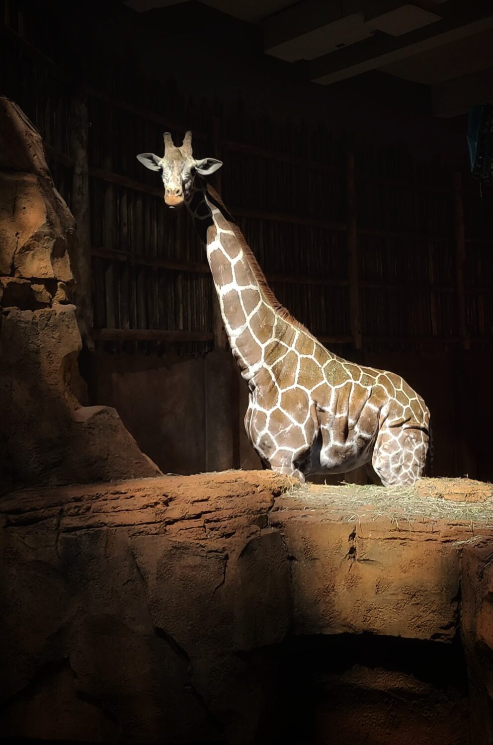 image of giraffe with dark background