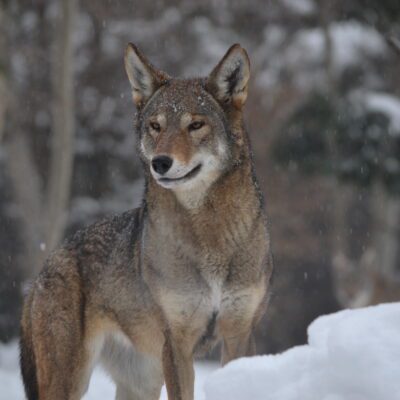 red wolf in snow