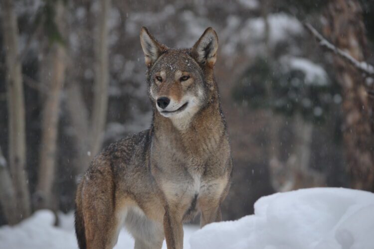 red wolf in snow