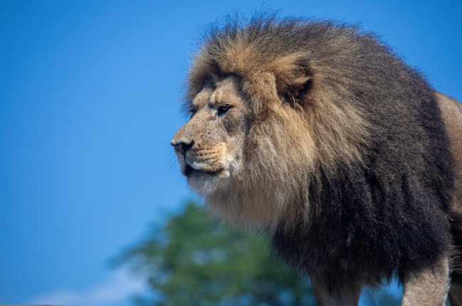 photo of Jabari the lion with blue sky