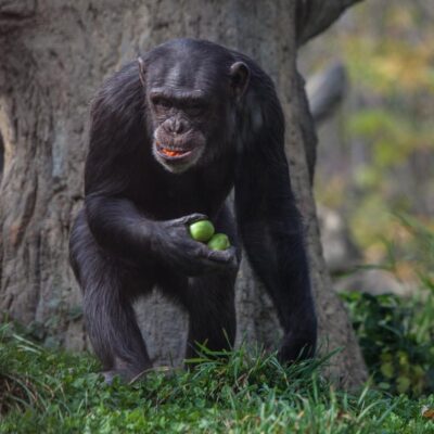 chimpanzee holding fruit