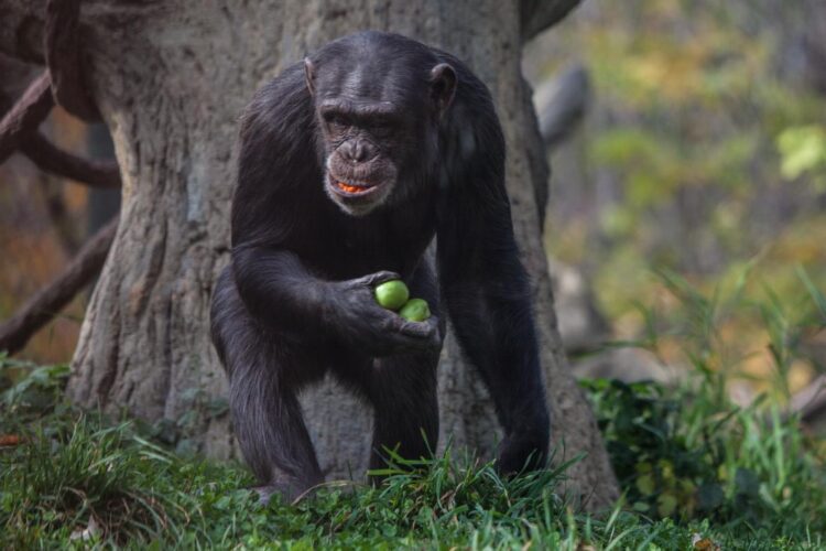 chimpanzee holding fruit