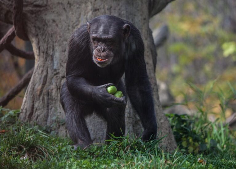 chimpanzee holding fruit