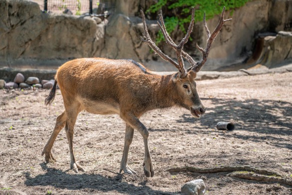 pere david's deer